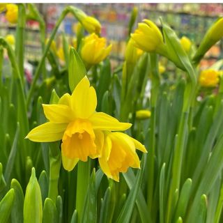 Krásnu veľkú noc želáme